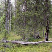 4528 Områden vid Vitbergets NR Kommun Jokkmokk, Älvsbyn Totalareal 154 ha Naturgeografisk region 32c Areal land 154 ha Objektskategori U1 Areal vatten 0 ha Markägare Sveaskog Areal produktiv