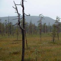 2880 Tjipkojaure Kommun Arjeplog Totalareal 3 489 ha Naturgeografisk region 33h Areal land 3 313 ha Objektskategori U2 Areal vatten 176 ha Markägare Sveaskog Areal produktiv skogsmark 1 750 ha