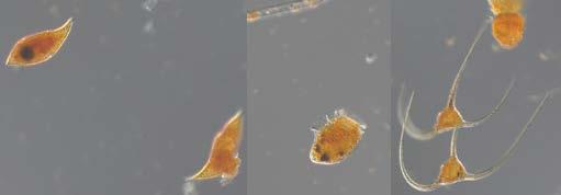 The integrated (0-10 m) chlorophyll a concentrations were low but normal for this month. The Kattegat Fig.