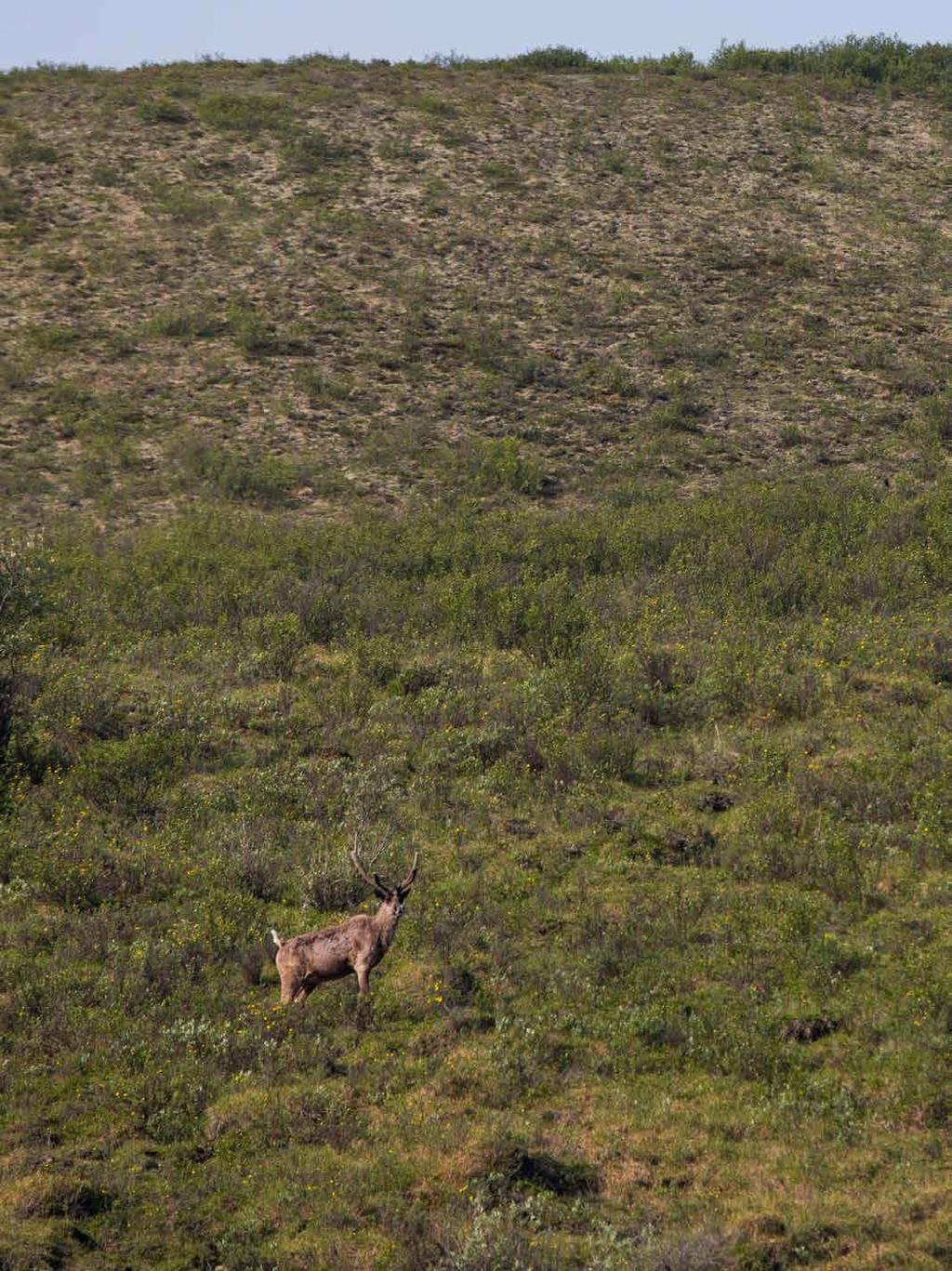 WHERE THE WILD THINGS ARE Respect Wildlife Observe wildlife from a distance. Do not follow or approach them. Never feed animals.