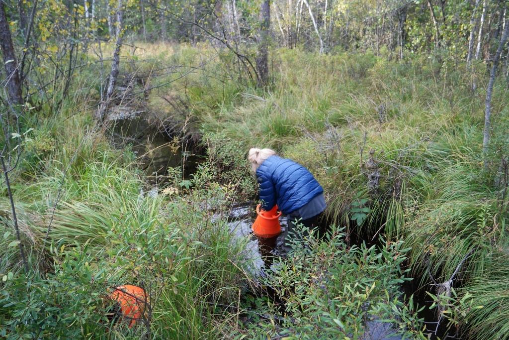 Figur 16. Fem musslor från Stommebäcken. Storleken från vänster till höger är mellan 99 och 58 mm.