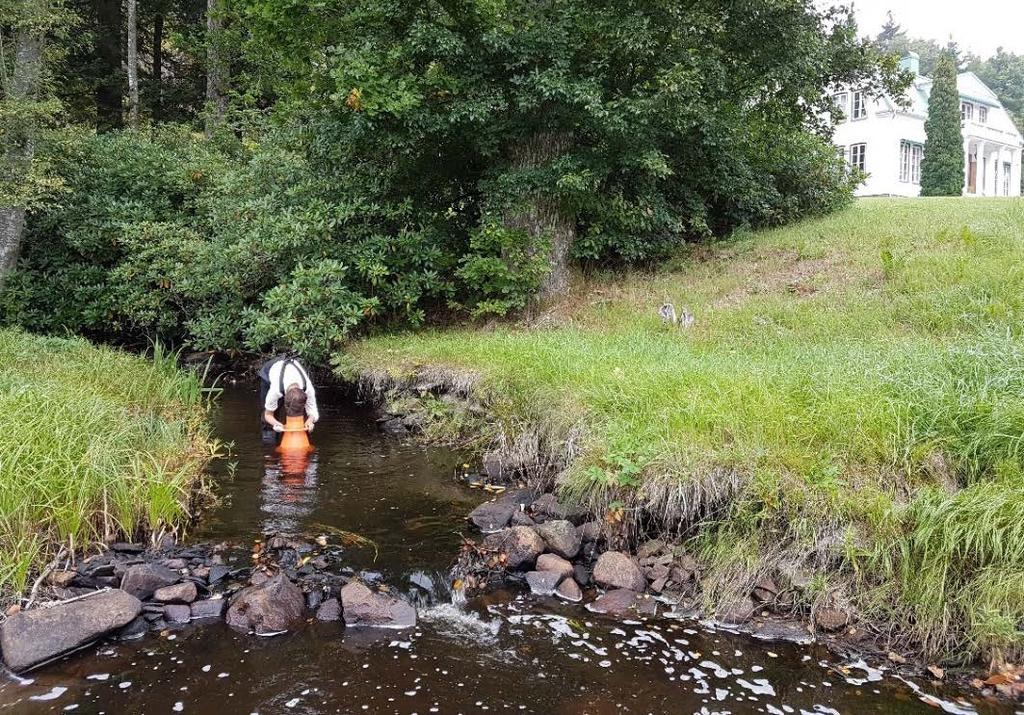 De 74 musslorna som räknades och mättes plockades upp på en yta av 250 m 2 (100 m lång och 2,5 m bred) Musslornas längd fördelade sig mellan 71 och 93 mm (Figur 5) 40 35 30 25 Storleksfördelning