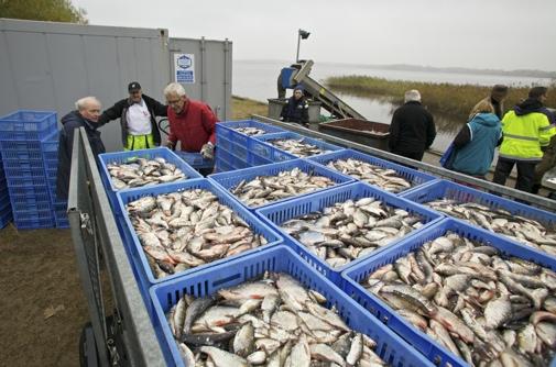 Etisk användning av vitfisken I detta projekt har eftersträvats en etisk användning av den fisk som tagits upp i Finjasjön och Bosarpasjön.