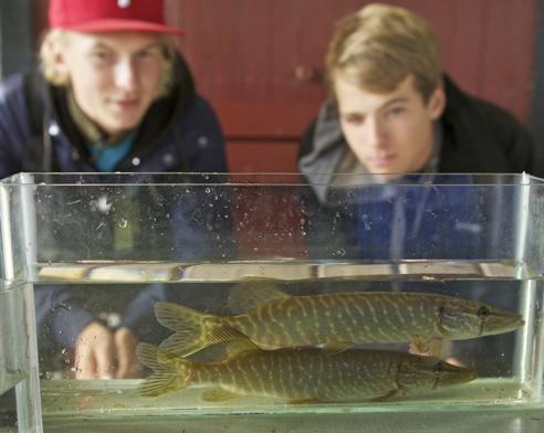 Elever från Naturbruksgymnasiet i Osby fick öva på elfiske när de fångade gäddorna i dammen.