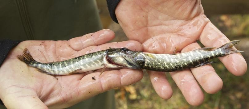 Fig. 11. Att äta eller ätas, det är frågan det! Foto: Johan Forssblad, 2013-09-18.