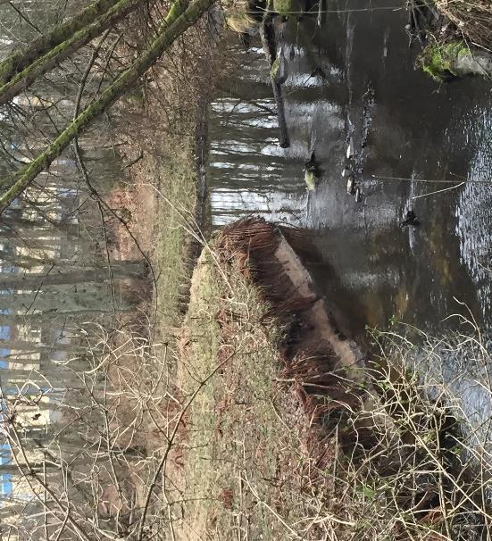 Lillåleden I ravinen där Lillån