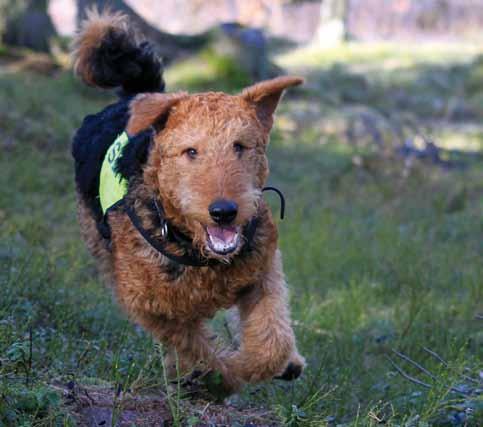 Avsändare: AiredaleTerrierGillet c/o Inger Söderlund Karlbergsvägen 12 791 36 Falun B Post Porto betalt Zenit årets Allroundairedaleterrier