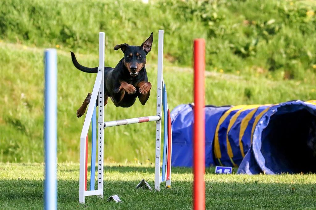 Agilityträff i Göteborg/Härryda 2-3/8 Är du nyfiken på agility och vill testa på? Eller tränar du redan och vill hitta mer inspiration med likasinnade?