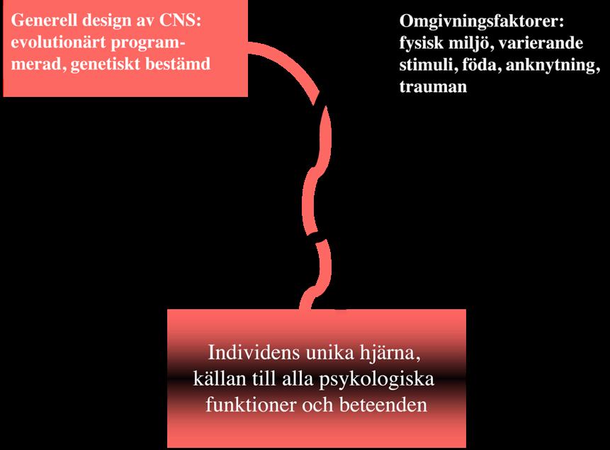 Håkan Nyman med dr, leg psykolog, specialist i neuropsykologi Från kategorier