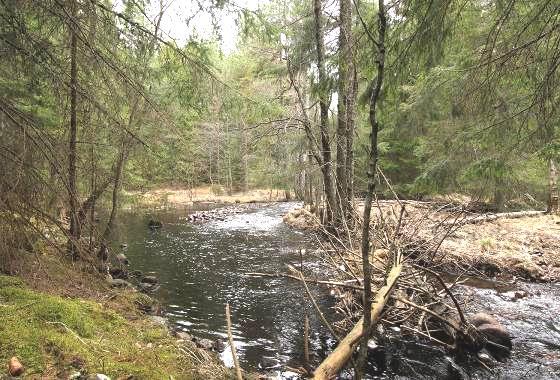 0,5 meter Vattentemperatur: 8ºC Bottensubstrat: Grovgrus, grovsten och block dominerade Kalkning: Pågående kalkning i uppströms liggande sjöar. Påverkan: Reglering uppströms i Haraldssjöns utlopp.