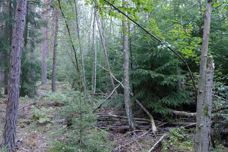 5.4 Delområde D Delområdet utgörs av yngre tallskog som är mycket tät och går hela vägen ut till lövnäsleden.
