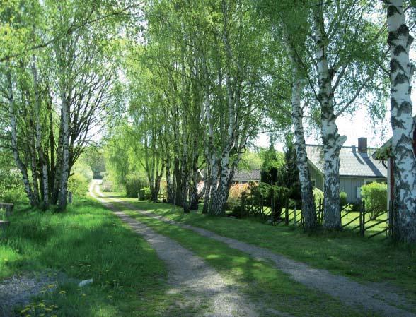 NATUR, KULTUR OCH LANDSKAP Mark och vegetation Vy från Engströms väg österut Vegetationsridå