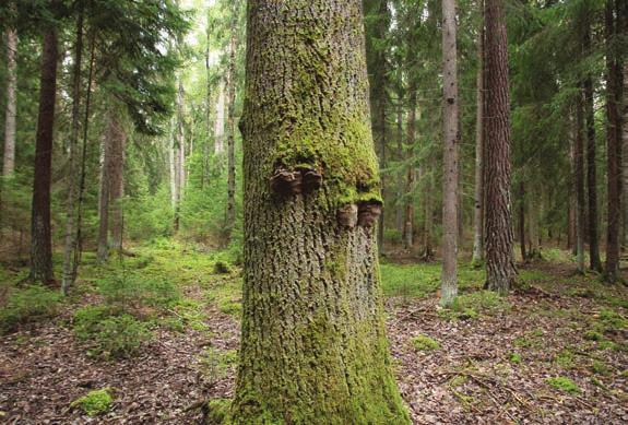 Naturhänsyn Naturhänsyn kan dels handla om att skydda och freda områden med höga