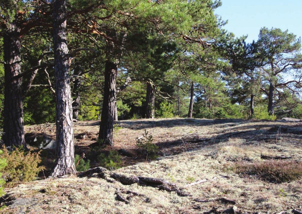 Inledning varför en skogspolicy? Södertälje kommun äger och förvaltar ca 3200 hektar skog.
