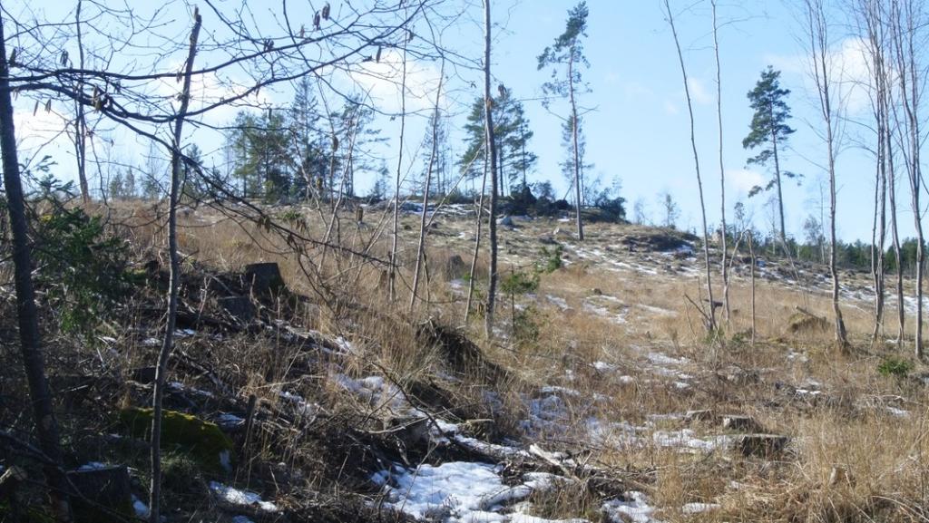FÖRUTSÄTTNINGAR OCH FÖRÄNDRINGAR NATUR Mark och vegetation Planområdet Planområdet utgörs i huvudsak av