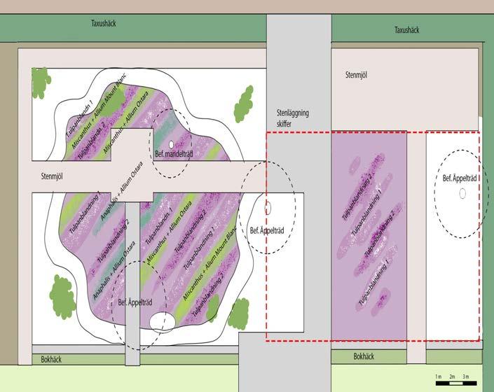 Plats: Idéträdgårdsytorna i nya jubileumsträdgården Blandning i rabatter: blandning 1: Tulipa bakeri Lilac Wonder Tulipa Concerto Ronaldo blandning 2: Merlot Flaming purissima -syréntulpan