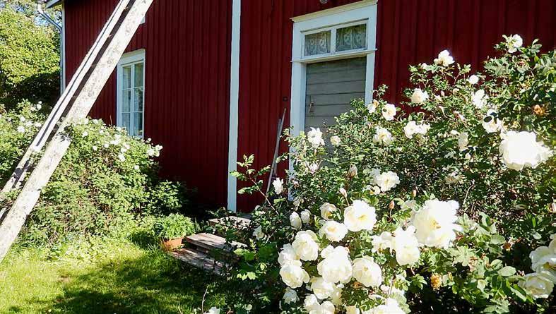 Malax museiförening r.f. Orregården vid midsommartid 2018.