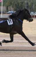 000 8: 0 0-0-0 Miraflores e Enjoy Lavec Jonas M Oscarsson J /8-k /0 k, gdk - Uppf: Persson Mats, Vellinge Joakim Lövgr /- /0,0 c c,8 ' Äg: Persson Mats, Vellinge Mörklå, vita lodräta fält; mlå Joakim