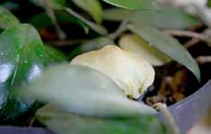 Svampar i blomkruka I våras när värmen satte in och regnen lyste med sin frånvaro så dök det upp några svampar i krukan på vår porslinsblomma.