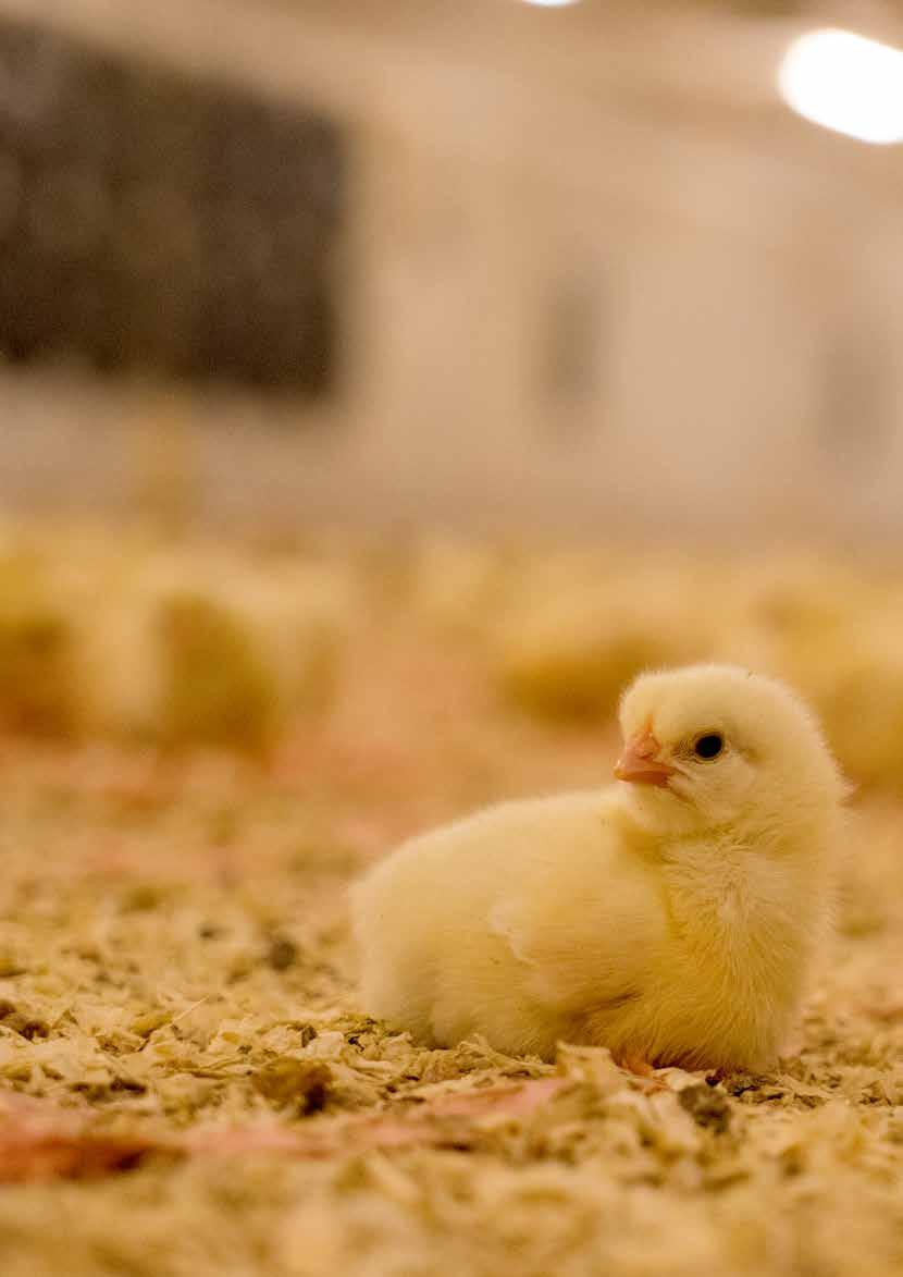 Rikstäckande kampanj visar 99 miljoner kycklingars verklighet Fler än 99 miljoner kycklingar dödas i Sverige varje år men hur ofta ser du en kyckling?