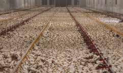 ! Anonym Företagen bidrar till förändring för kycklingarna En del av Djurens Rätts arbete för de över 99 miljoner kycklingar som varje år föds upp i Sverige involverar företagen.
