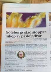 Företag och kommuner säger nej till burägg För första gången under modern tid är det färre än 1 miljon hönor som sitter i burar i Sverige.