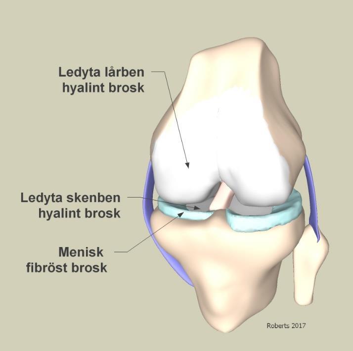 Vad är ledbrosk? I knäleden finns två typer av brosk; dels hyalint brosk som täcker ledens ytor, dels fibröst brosk i form av meniskerna.