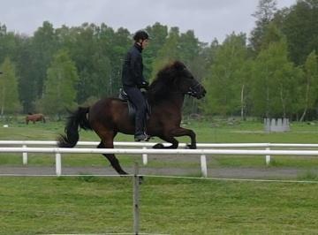 Aþena frá Holtsmúla ryttare Hinrik Sigurdsson Final GDT Här skall ryttaren visa tölt och trav i 2 varv åt båda håll. En ökad gångart på långsidorna tölt eller trav, minst 2 långsidor åt varje håll.