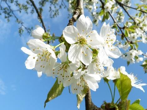 Vecka 22, 2019 27 maj 28 maj 29 maj Veterandagen 30 maj Kristi himmelfärds dag 31 maj 1 juni 2 juni Falukorvsgryta à la Forsell ris och/eller kokt haricots vertes Fiskgratäng med purjolök och crème