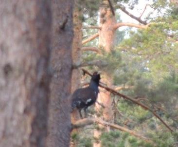 buskskvätta satt vackert i en gran och sjöng sin fina strof. Även rödvingetrast, ängspiplärka, göktyta, gransångare, lövsångare, kungsfågel, bofink, bergfink och grönfink lät höra sig.