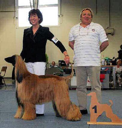 CACIB - Europasieger 1,