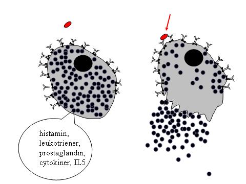 Allergi/Atopi Ärftlig dispostion att utveckla IgE medierad