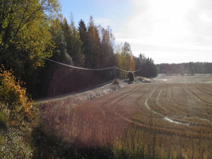 Efter korsningen till Kivelävägen utgörs fixpunkten längs Täktervägen av en vacker skyddad ek.