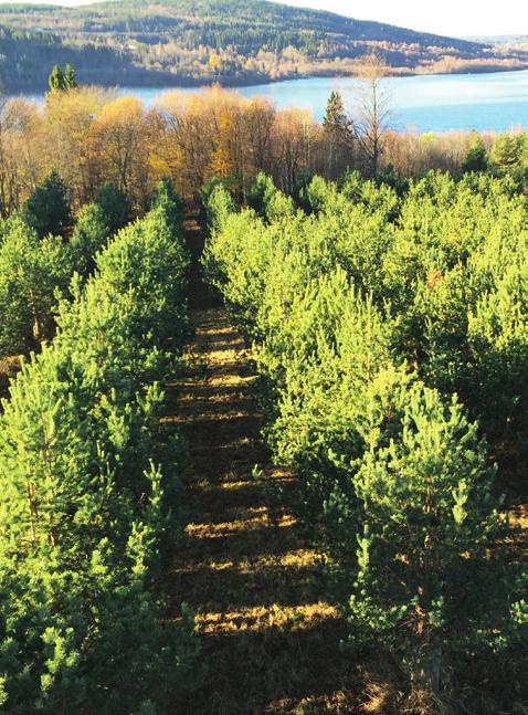 Från frö till planta KVALITET I ALLA LED FÖR DIN SKOGS BÄSTA Har du avverkat skog de senaste åren eller funderar du på att