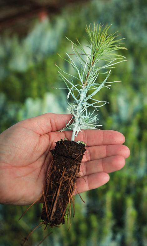 10. Plantering Våra plantor kan planteras under hela barmarkssäsongen, från maj till oktober. Tänk på att det i de allra flesta fall är bäst att markbereda innan planteringen.