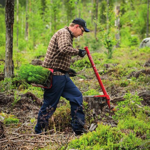 Vill du hellre plantera själv kan du beställa vår planteringsinstruktion via epost: info.skog@sca.com 11.