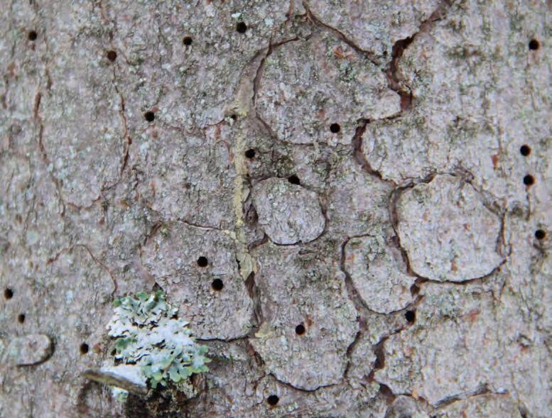 Var övervintrar baggarna De färdiga insekterna övervintrar både i bark och i marken.