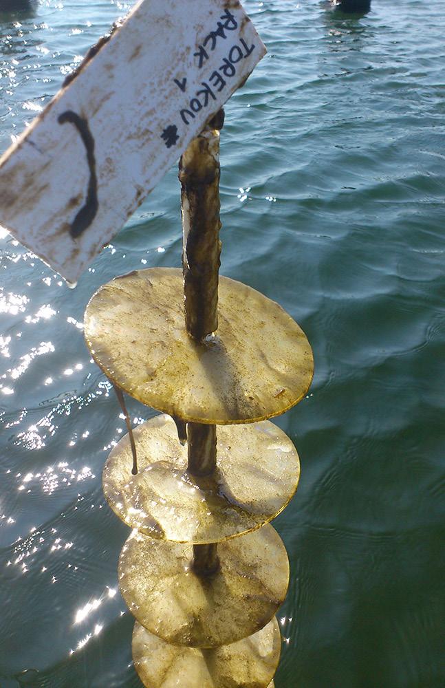 Havsanemon med fintrådiga alger och musslor. Det kan vara intressant att räkna antalet av de olika organismerna.