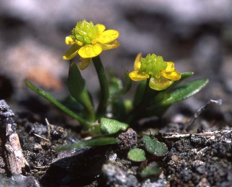 Uppdaterad åtgärdstabell för gotlandsranunkel, 2016 2021 (Ranunculus ophioglossifolius)