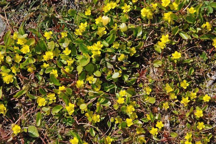 Övervakning Övervakning sker varje år i november genom räkning av groddplantor på befintliga lokaler. Åtgärden kan komma att tas över av floraväktarna.