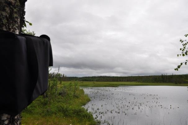 Fladdermöss i relation till vindkraft Det är känt att fladdermöss omkommer vid kollision med landbaserade vindkraftverk (Ahlén 2002), och det är en allmän bedömning bland