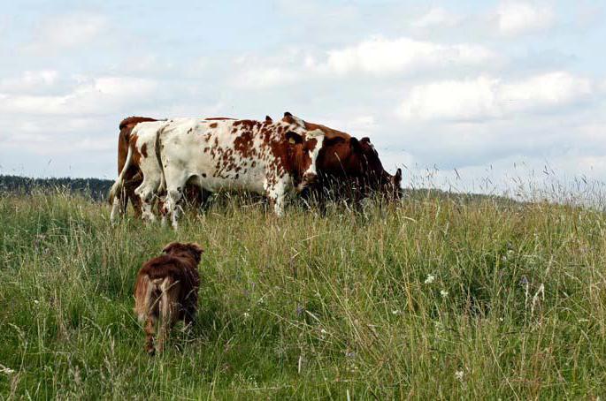 arbetsbeskrivning Australian shepherd utvecklades i västra delarna av Amerika som en ranch- och gårdshund för allomfattande gårdsarbete.