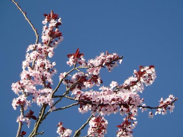 Städdag i Edsbacka Lördagen den 21 april kl 09.00 Äntligen är våren här och det är dags att gå ut och göra vårfint i vår trädgård! Samling vid Kvartersgården kl 09.