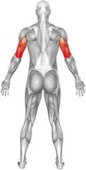 Träning 2. Spänn nu torsomusklerna och böj armarna mot motståndet. Lyft underarmarna uppåt i en halvcirkulär kurva.