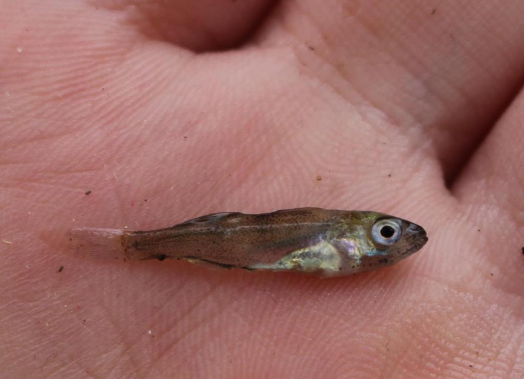 Figur 2. Redan i juni månad är abborryngel i Finjasjön mellan 2-3 mm långa.