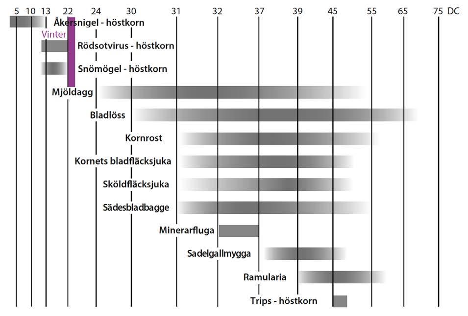 Korn Behandlingstidpunkt korn 5 roten växer ut från kärnan 0 uppkomst 3 3 blad utvecklade huvudskott + sidoskott 4 huvudskott + 4 sidoskott 30 begynnande stråskjutning 3 första internoden > cm 3