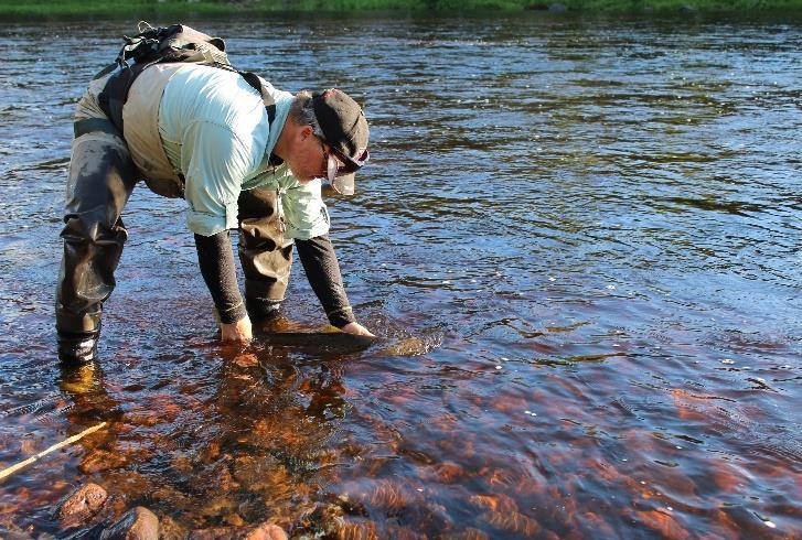 salmon (total catch 56 fish) Killed