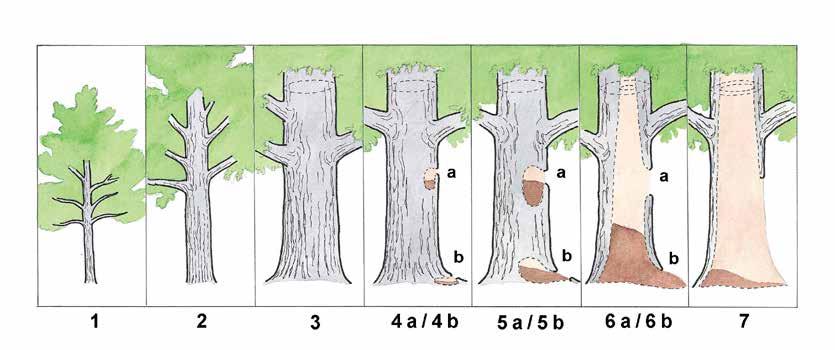 Figur 4. Stadieindelning av hålträd enligt Jansson & Antonsson (1995). Varje klass motsvarar 50 100 år och stadium 3 representerar ett träd som är ca 100 150 år.