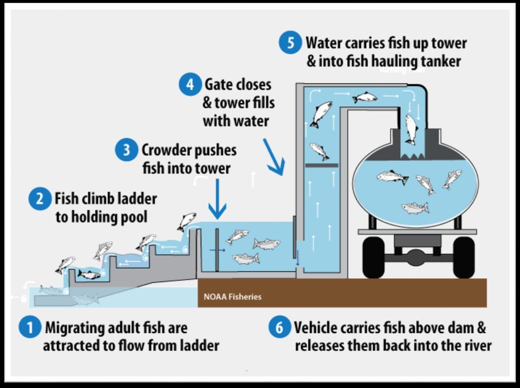 Salmon ladder