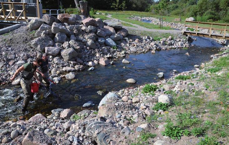 Bild 3. Omlöpet nedströms bron. På denna bild blir avsaknaden av beskuggande vegetation påtaglig. Bild 4. Strömsträckan omedelbart nedströms omlöpet.